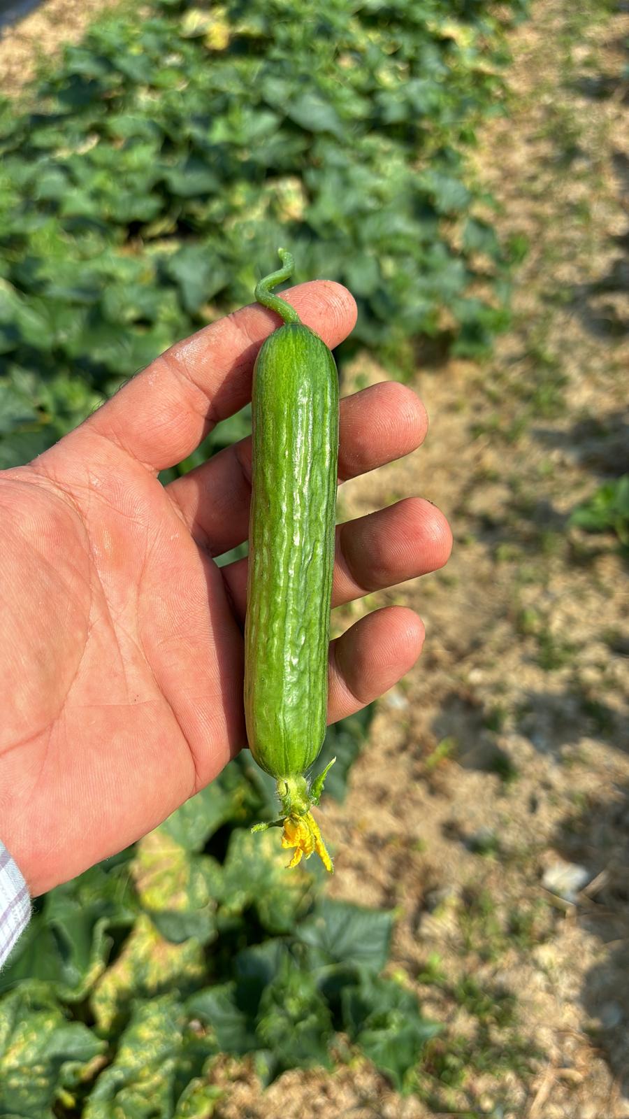 Çengelköy Salatalık (Long Smooth Cucumber)