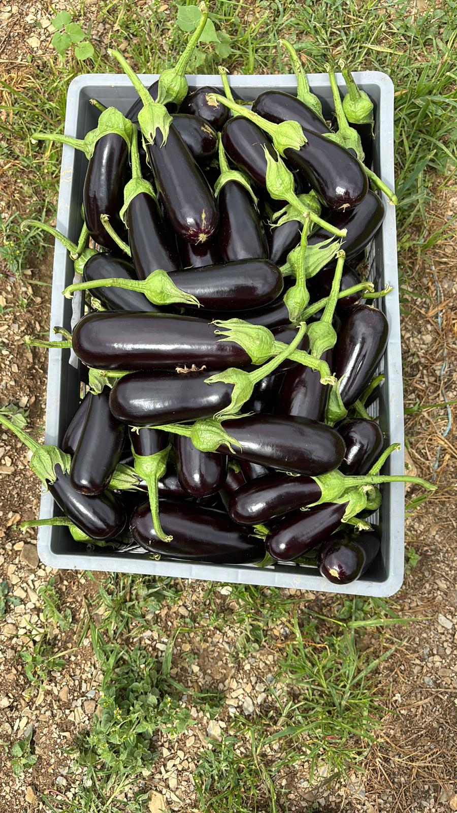 Kemer Patlıcan (Slender Eggplant)