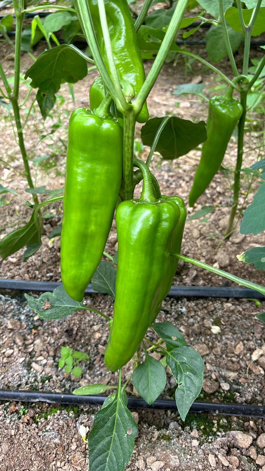 Kapya Biber (Kapya Peppers)