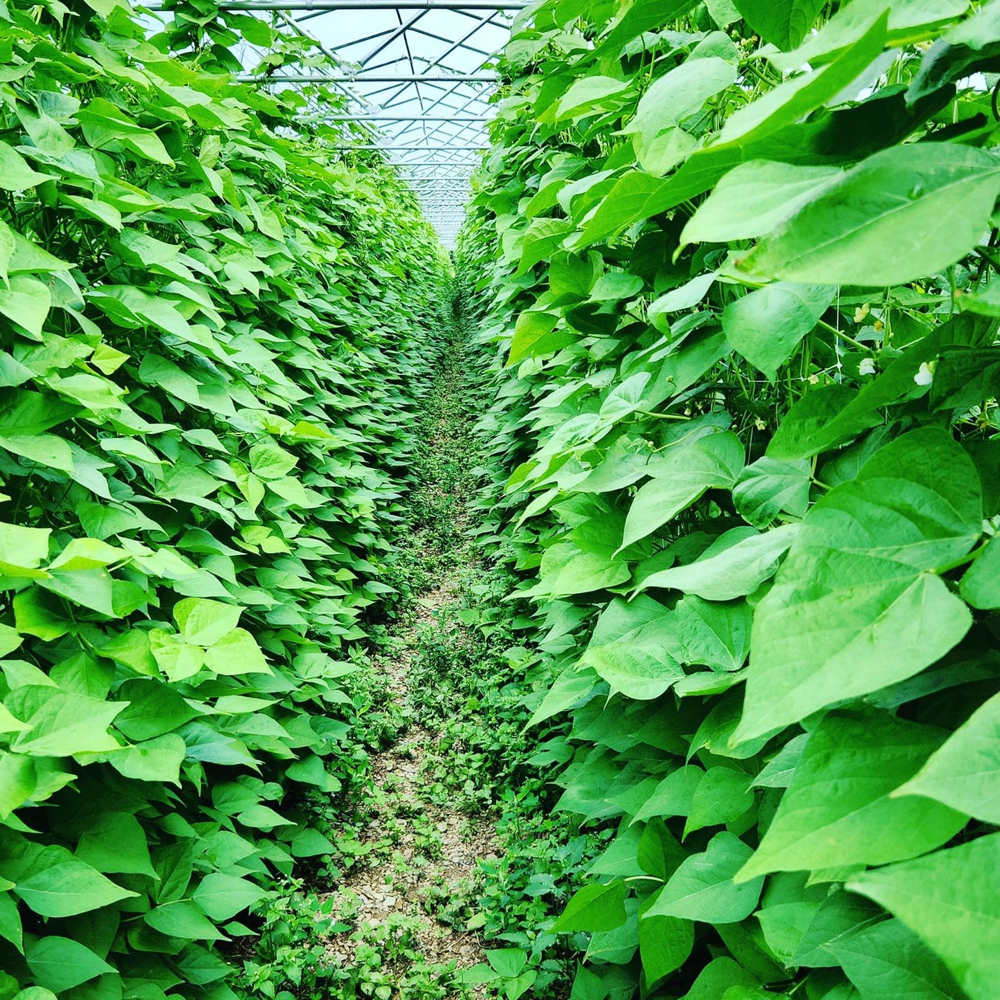 Ayșe Kadın Fasülye (Flat Green Beans)
