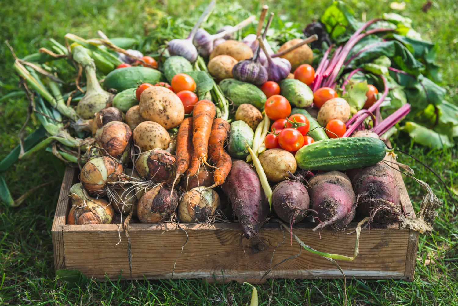 Edible Garden