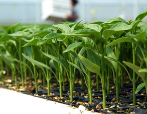 Sivri biber fidesi (Long green pepper seedlings)