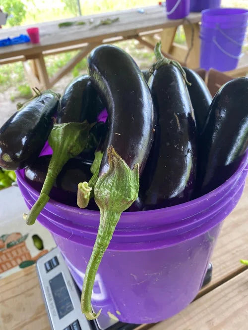 Kemer Patlıcan  (Slender Eggplant)