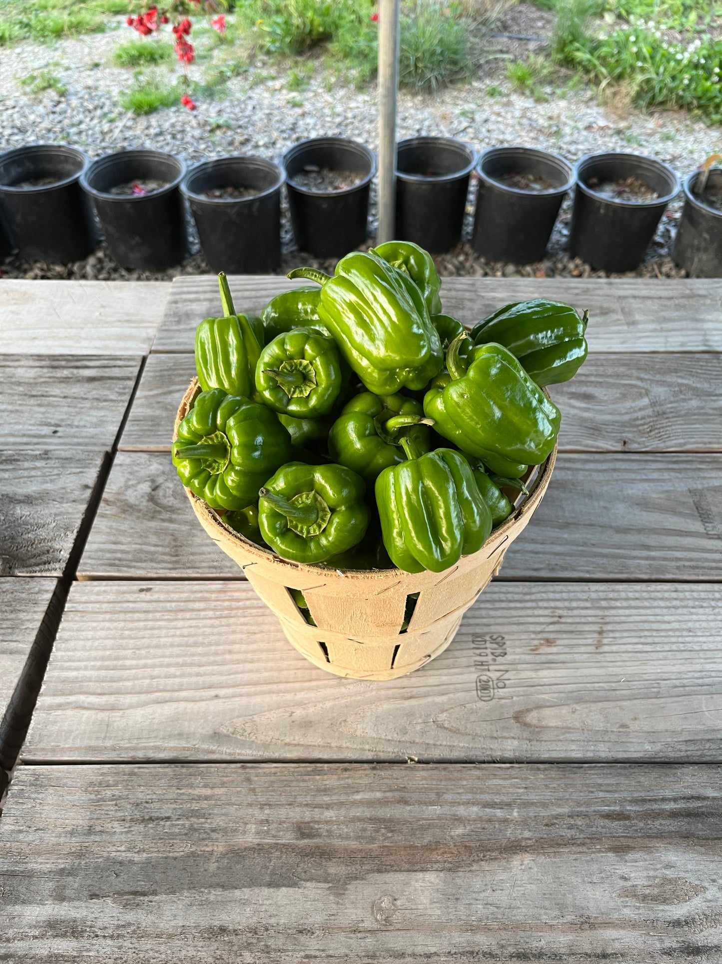 Dolma Biber (Stuffing Bell Peppers)