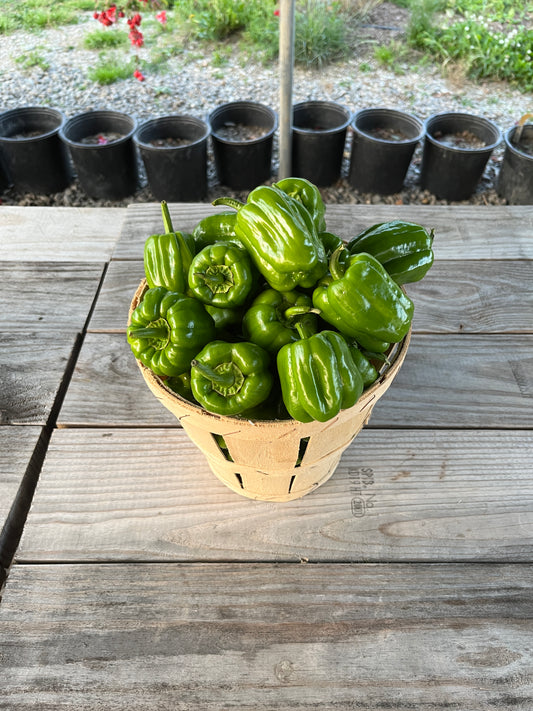 Dolma Biber (Stuffing Bell Peppers)
