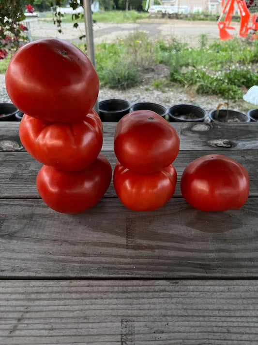 Biftek Domates (Beef Tomato)