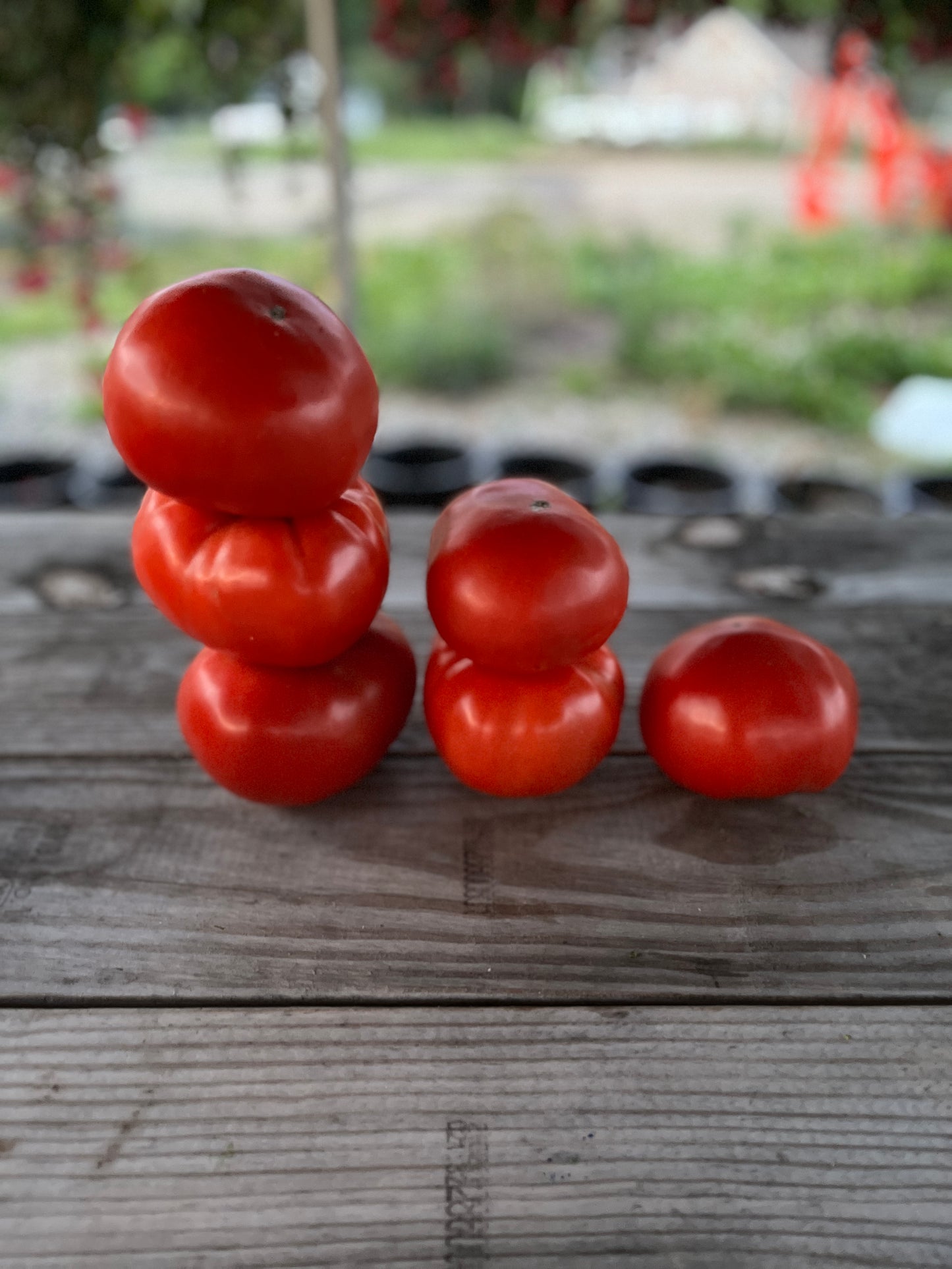 Domates fidesi (Tomato seedlings)