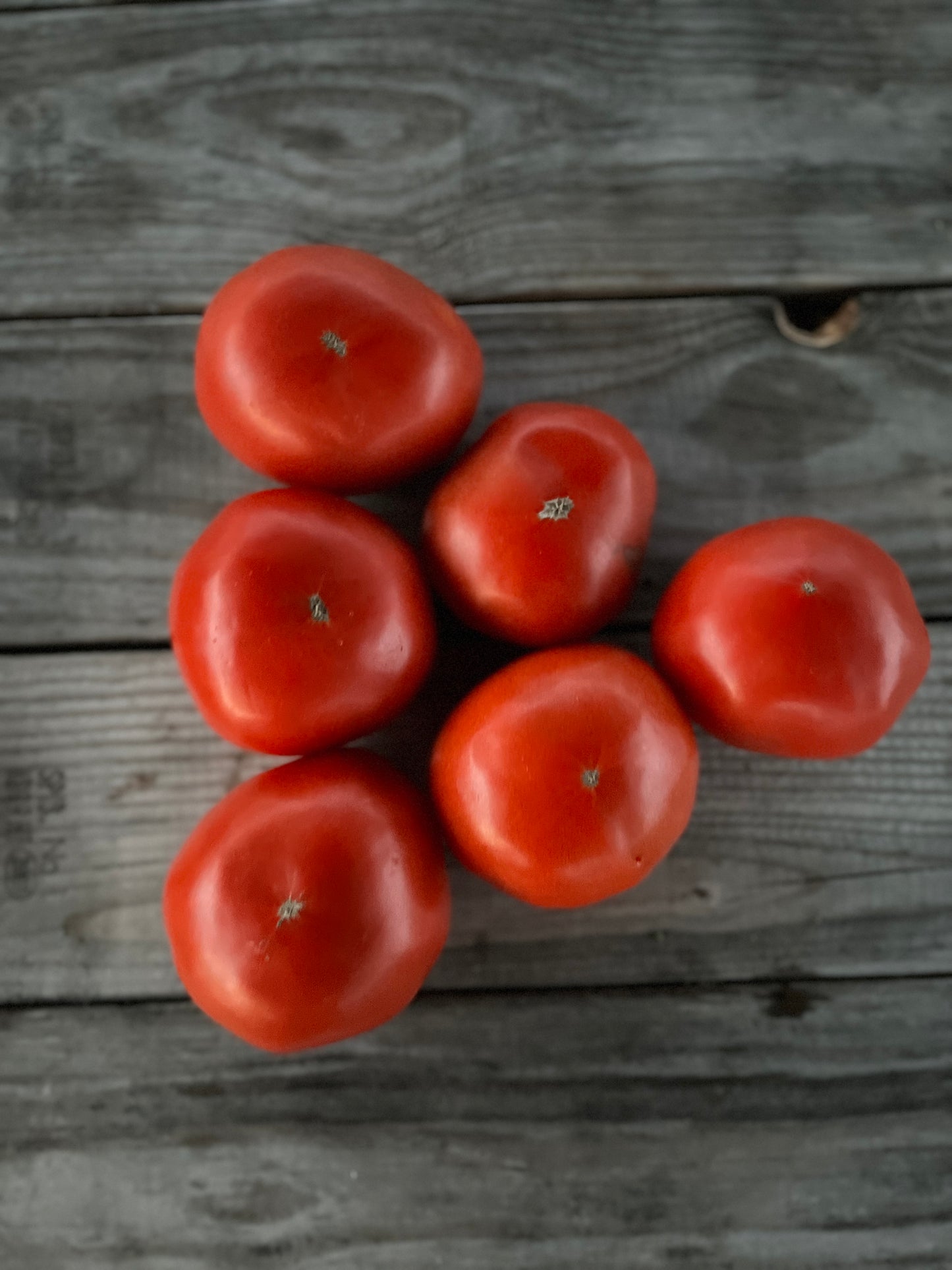 Domates fidesi (Tomato seedlings)