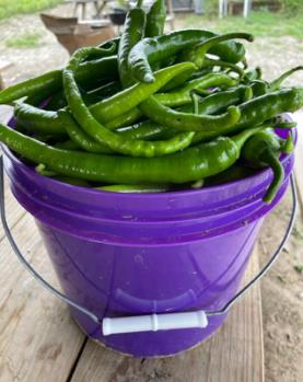 Sivri Biber (Long Green Peppers)