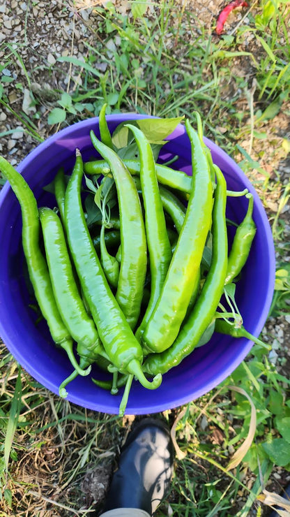 Sivri Biber (Long Green Peppers)
