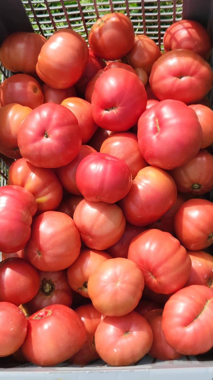 Biftek Domates (Beef Tomato)