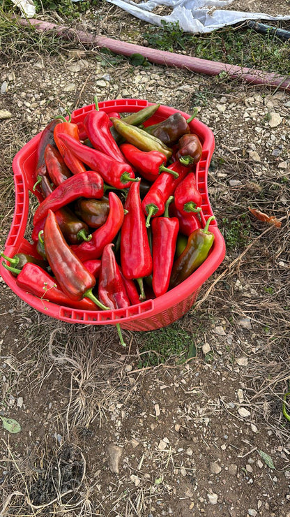 Kapya Biber (Kapya Peppers)