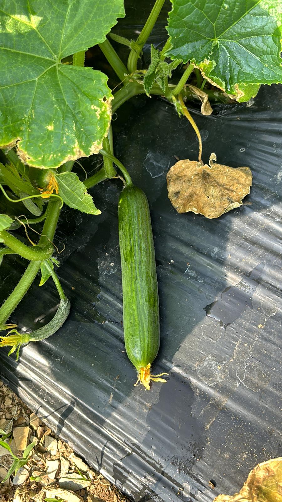 Çengelköy Salatalık (Long Smooth Cucumber)