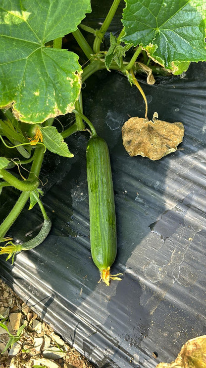 Çengelköy Salatalık (Long Smooth Cucumber)