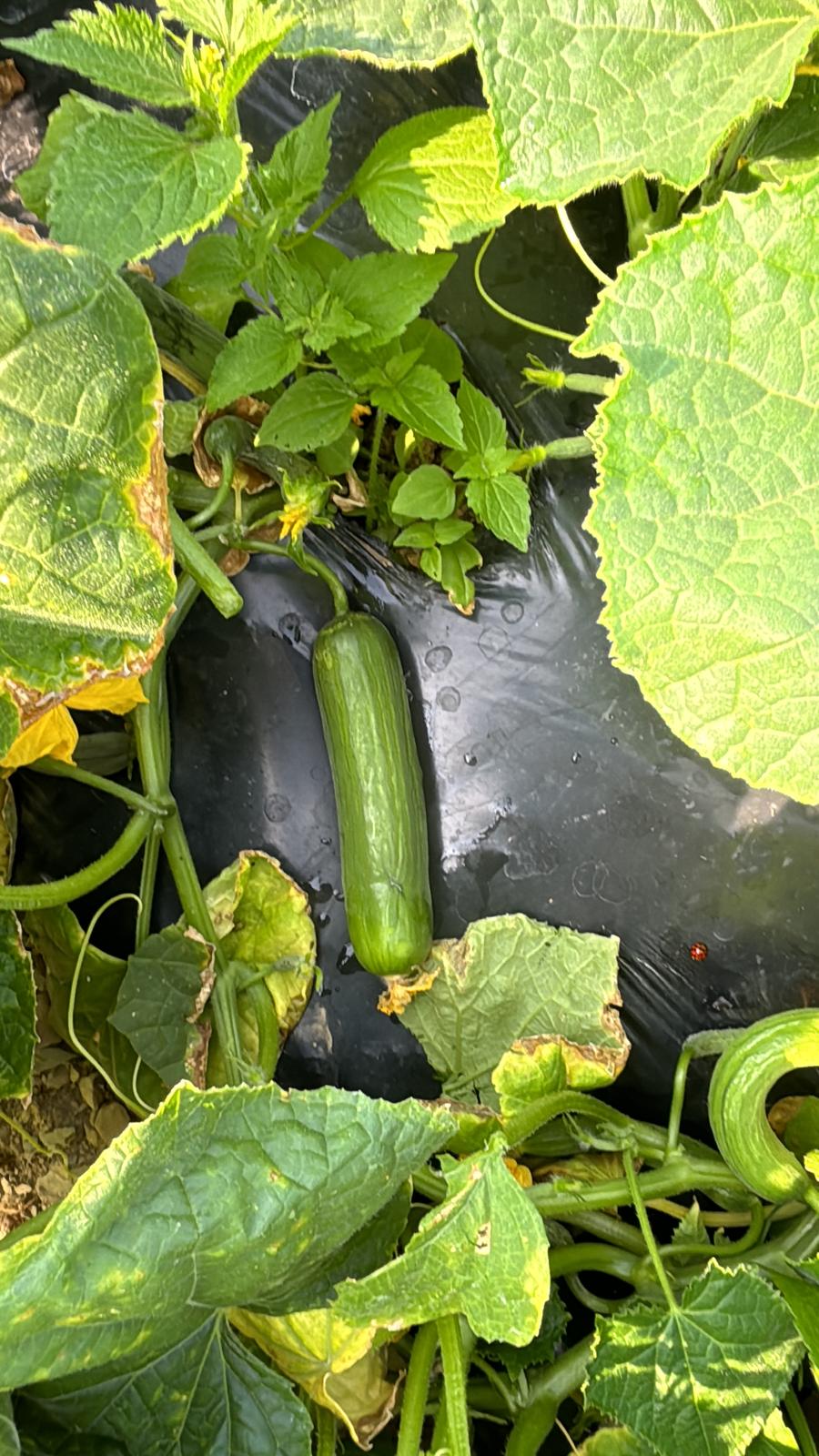 Çengelköy Salatalık (Long Smooth Cucumber)