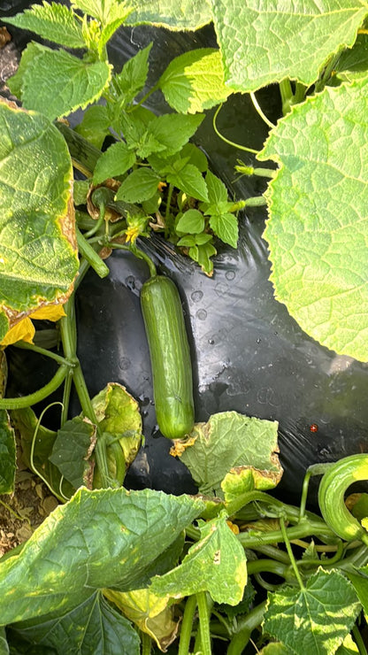 Çengelköy Salatalık (Long Smooth Cucumber)