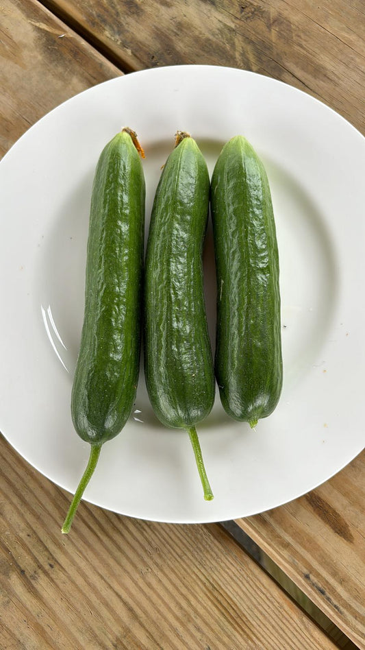 Çengelköy Salatalık (Long Smooth Cucumber)