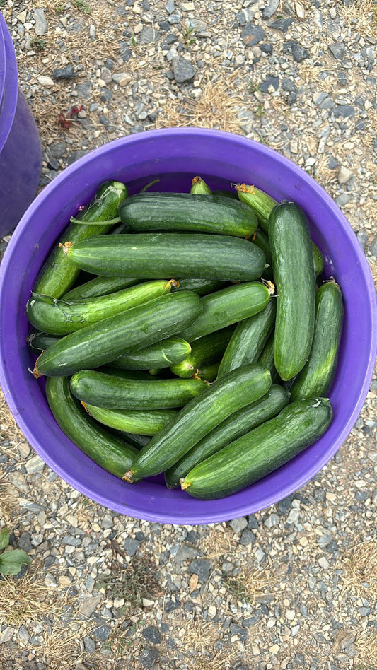 Çengelköy Salatalık (Long Smooth Cucumber)