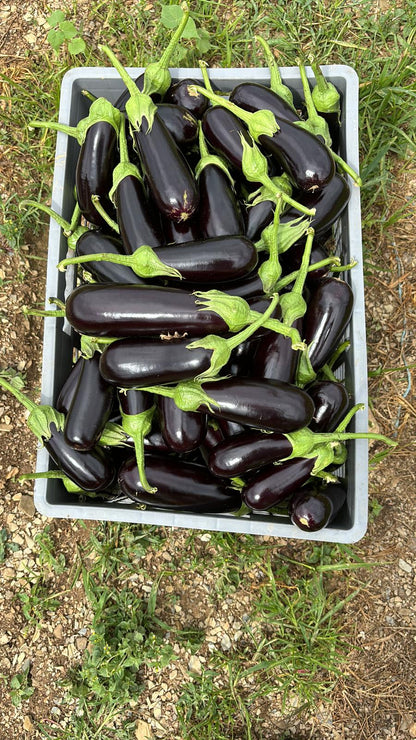 Kemer Patlıcan  (Slender Eggplant)
