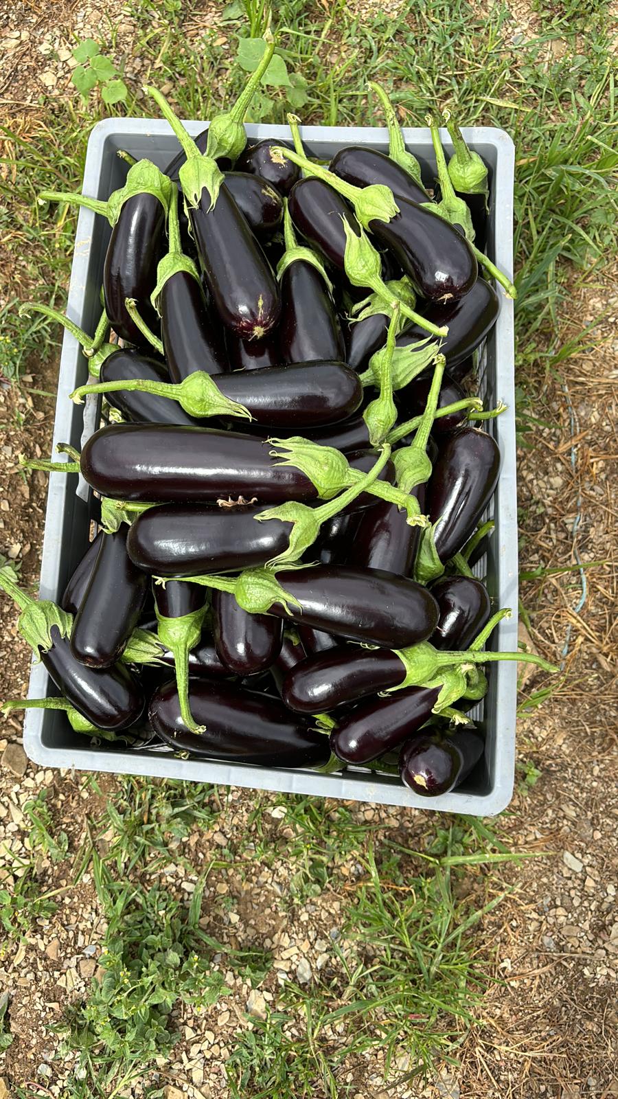 Kemer Patlıcan  (Slender Eggplant)