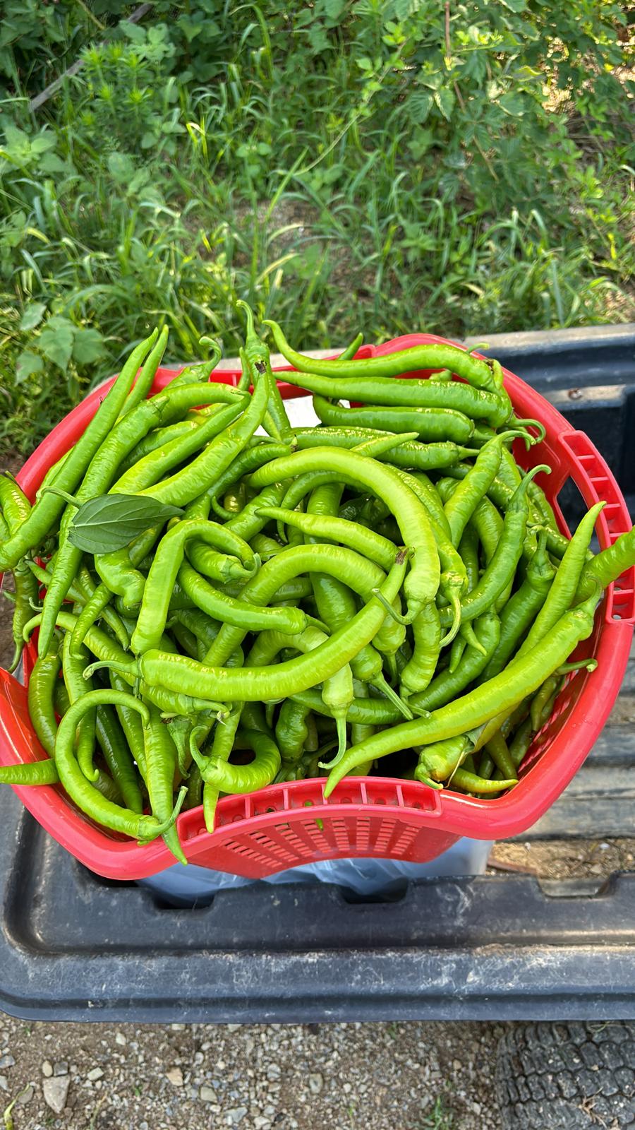 Sivri Biber (Long Green Peppers)