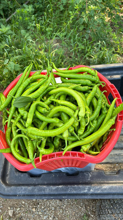 Sivri Biber (Long Green Peppers)