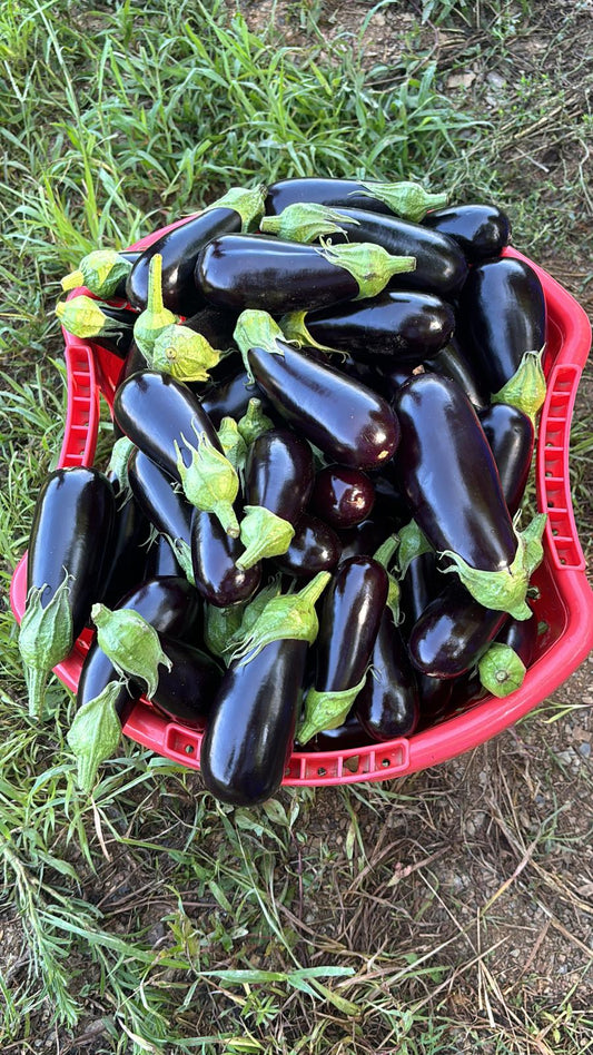Kemer Patlıcan  (Slender Eggplant)