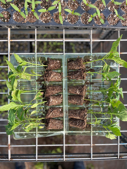 Domates fidesi (Tomato seedlings)