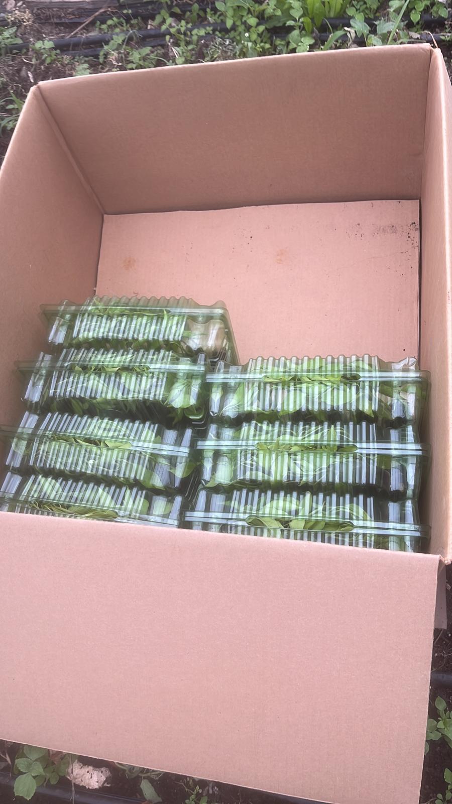 Sivri biber fidesi (Long green pepper seedlings)