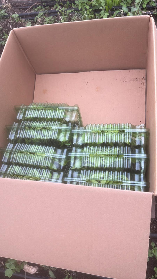 Köy domates fidesi (Heirloom tomato seedlings)