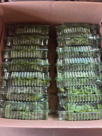 Sivri biber fidesi (Long green pepper seedlings)