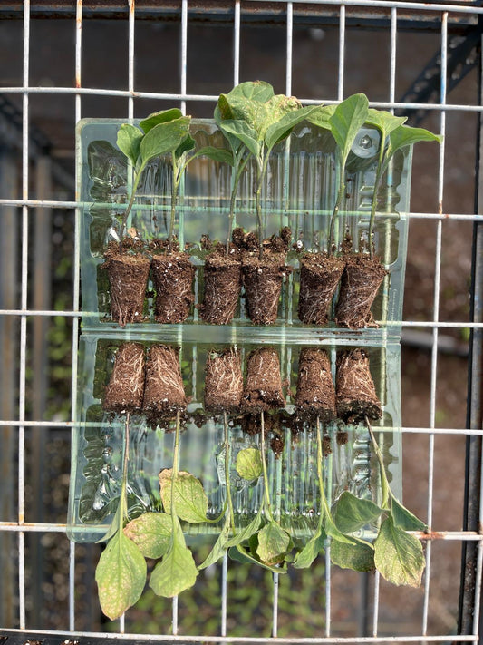 Patlıcan fidesi (Eggplant seedling)