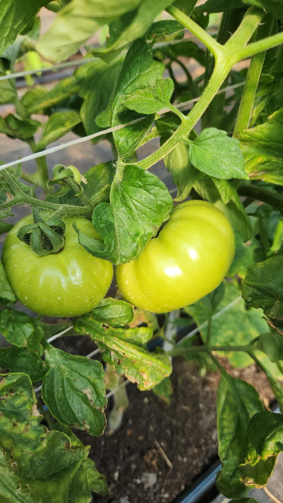 Alaturka Köy Domates (Heirloom Tomato)