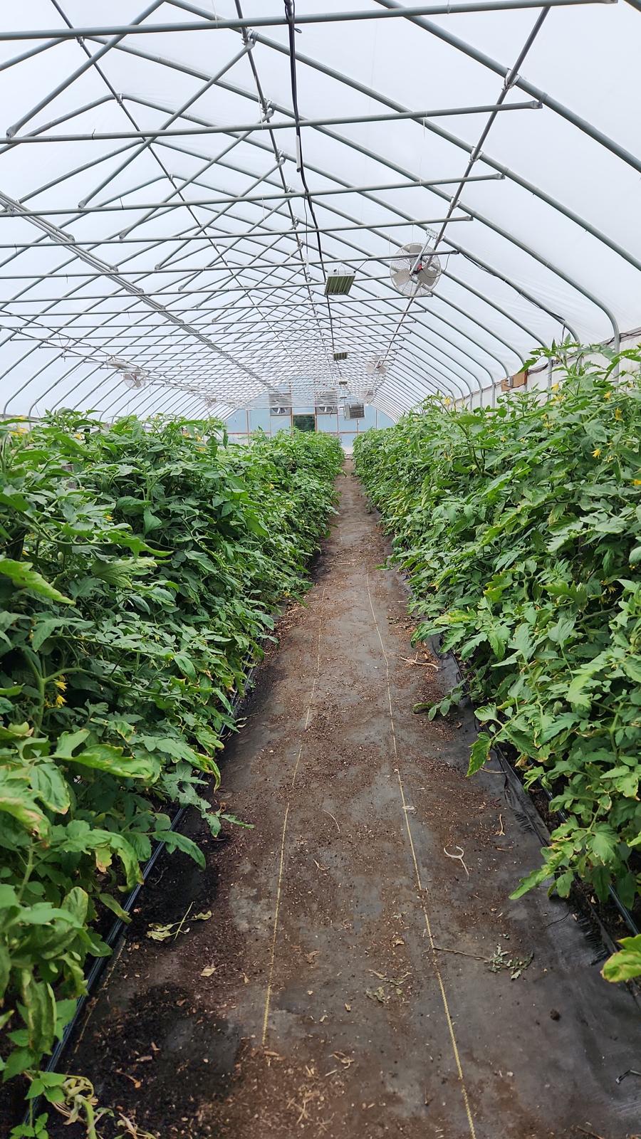 Domates fidesi (Tomato seedlings)