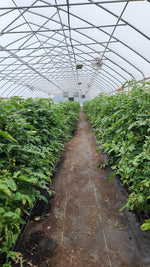 Domates fidesi (Tomato seedlings)