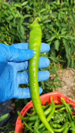 Sivri Biber (Long Green Peppers)