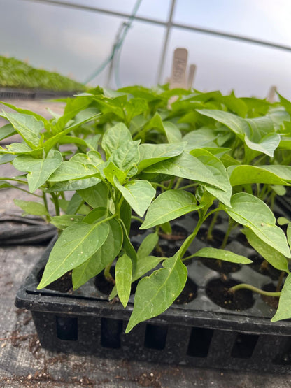 Sivri biber fidesi (Long green pepper seedlings)
