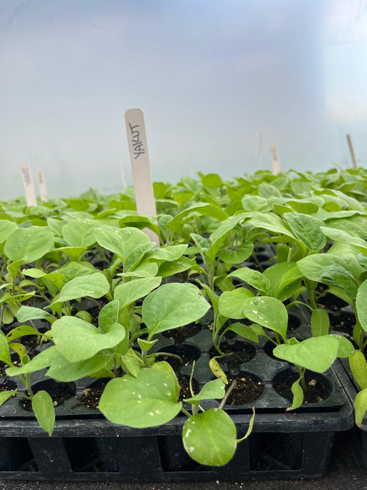 Patlıcan fidesi (Eggplant seedling)