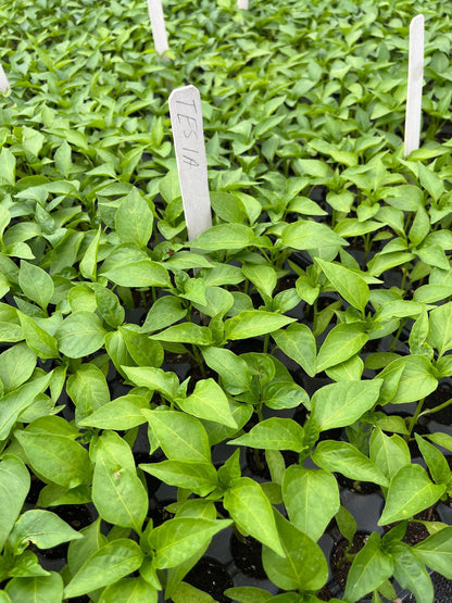 Dolma biber fidesi (Stuffing pepper seedlings)