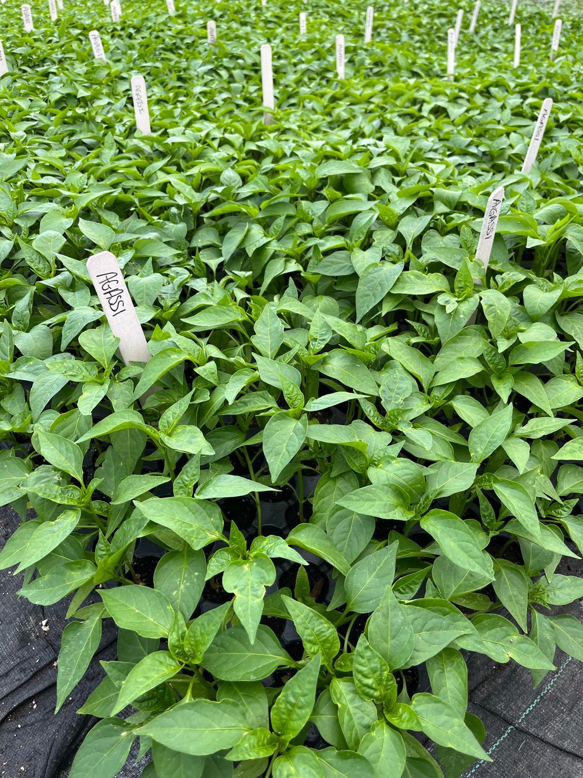 Sivri biber fidesi (Long green pepper seedlings)