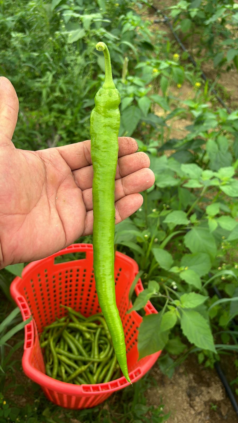 Kıl Biber (Pencil Pepper)