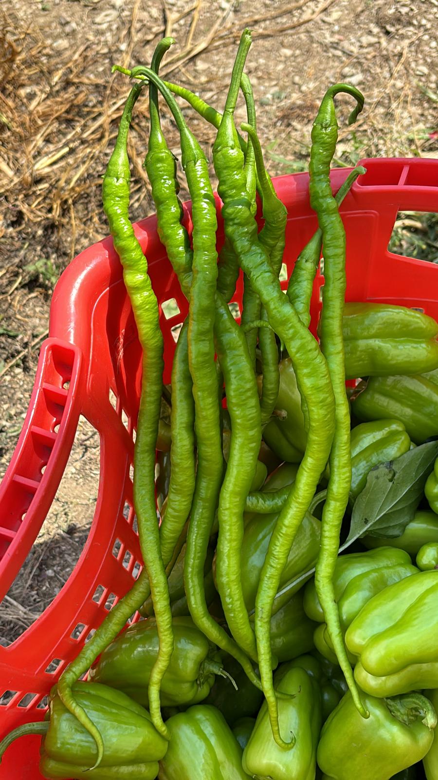 Kıl Biber (Pencil Pepper)