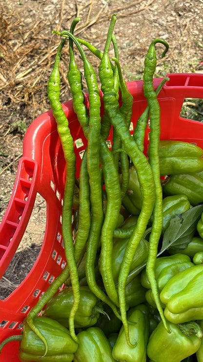 Kıl Biber (Pencil Pepper)