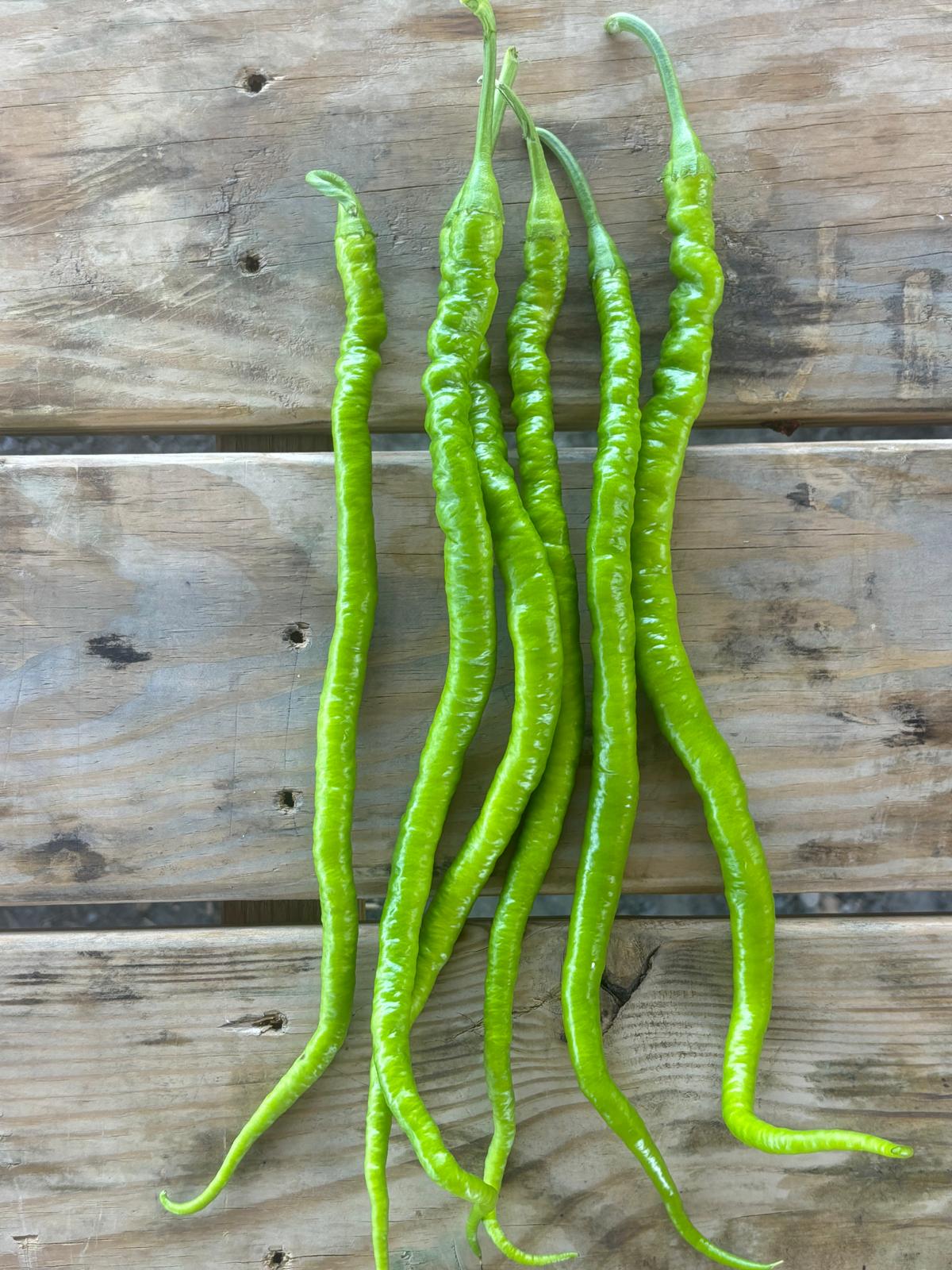 Kıl biber fidesi (Thin green pepper seedling)