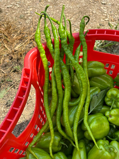 Acı Kıl Biber (Hot Pencil Pepper)