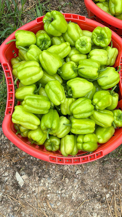 Dolma Biber (Stuffing Bell Peppers)