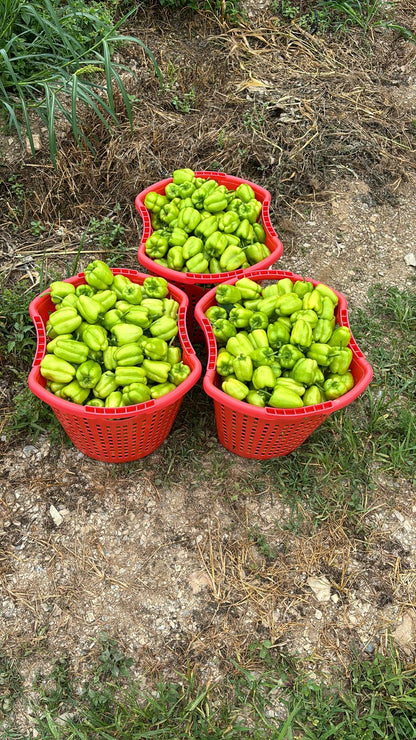 Dolma Biber (Stuffing Bell Peppers)