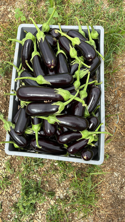 Patlıcan fidesi (Eggplant seedling)