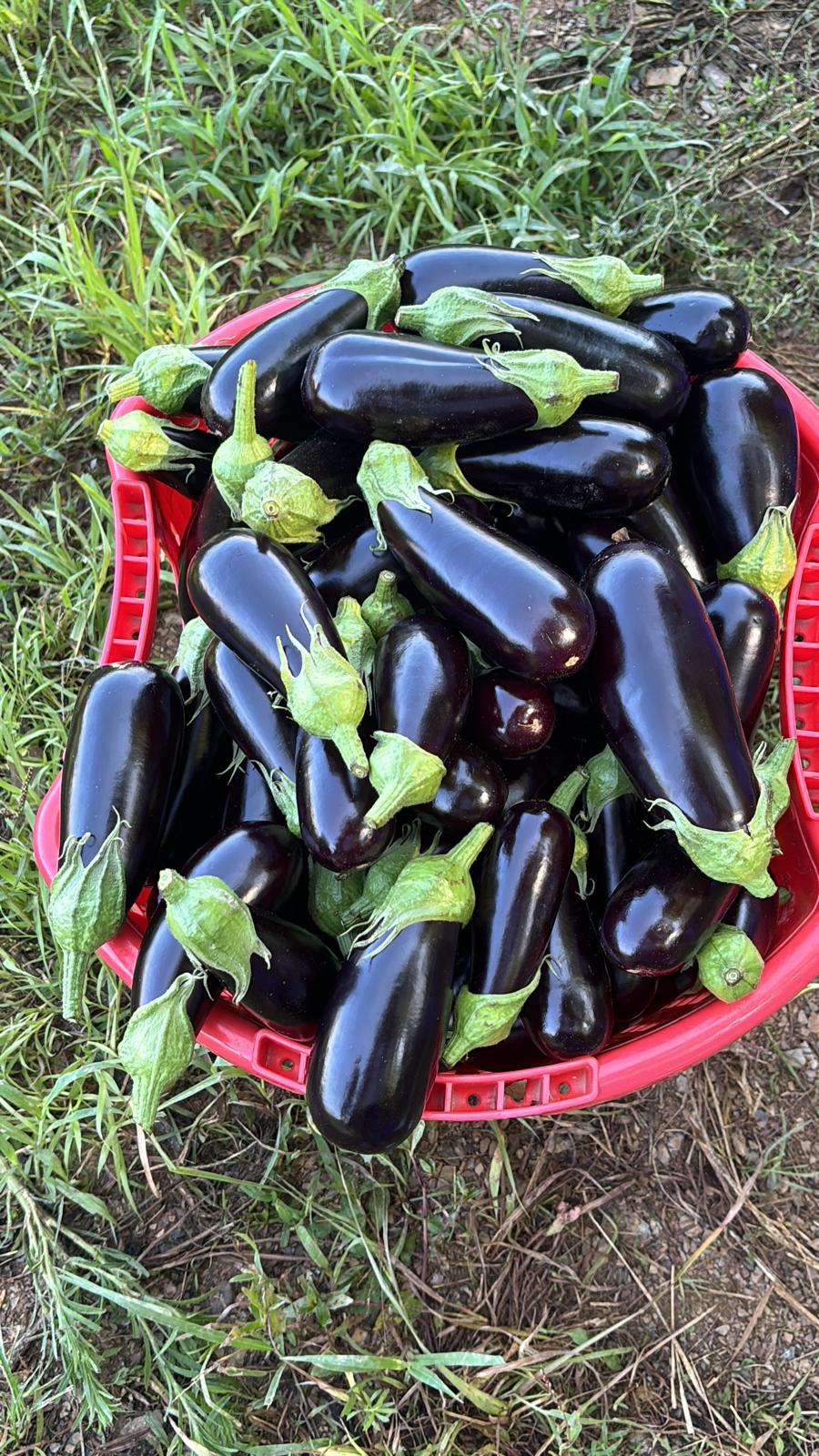 Patlıcan fidesi (Eggplant seedling)