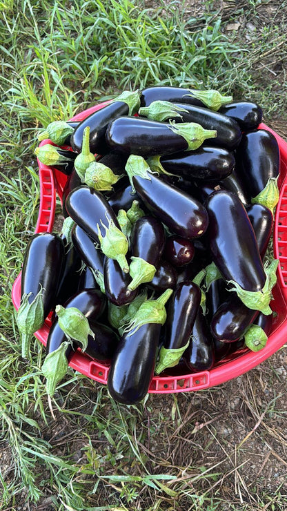 Patlıcan fidesi (Eggplant seedling)